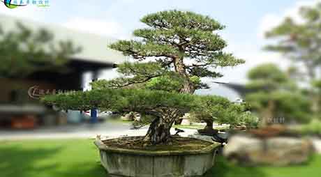 珍藏百年黑松