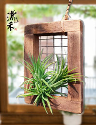 空氣鳳梨+工藝木框