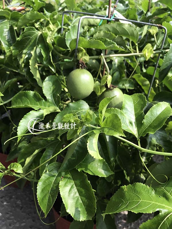 景觀植物