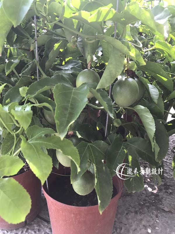 景觀植物