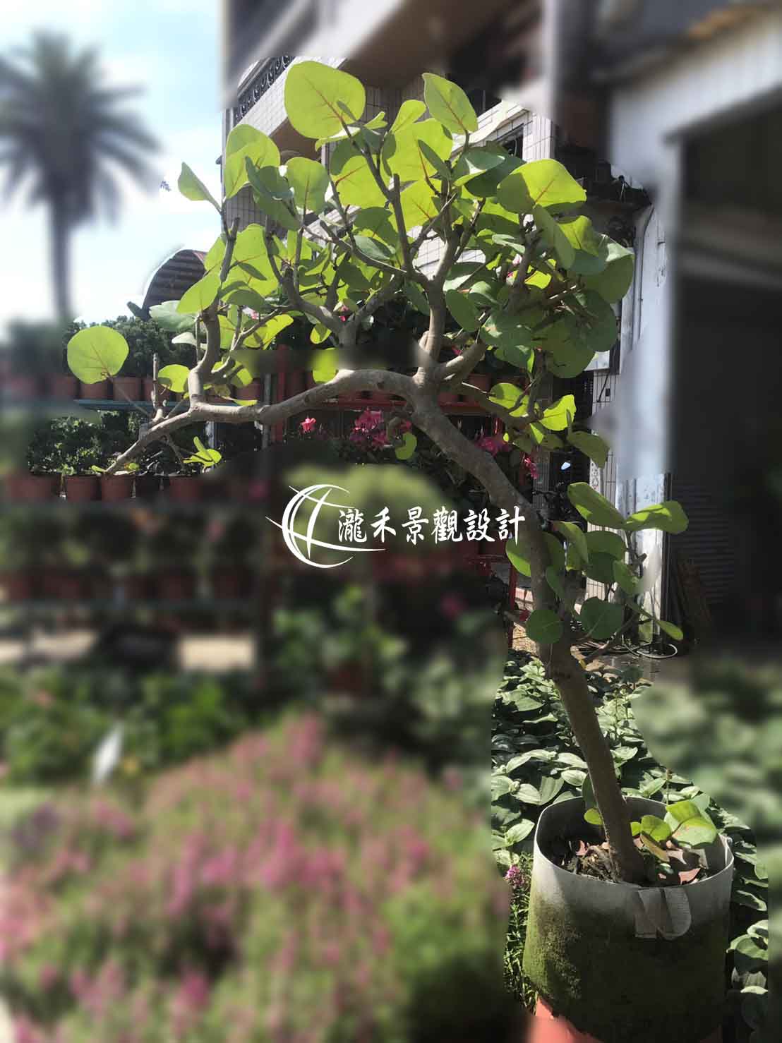 景觀植物