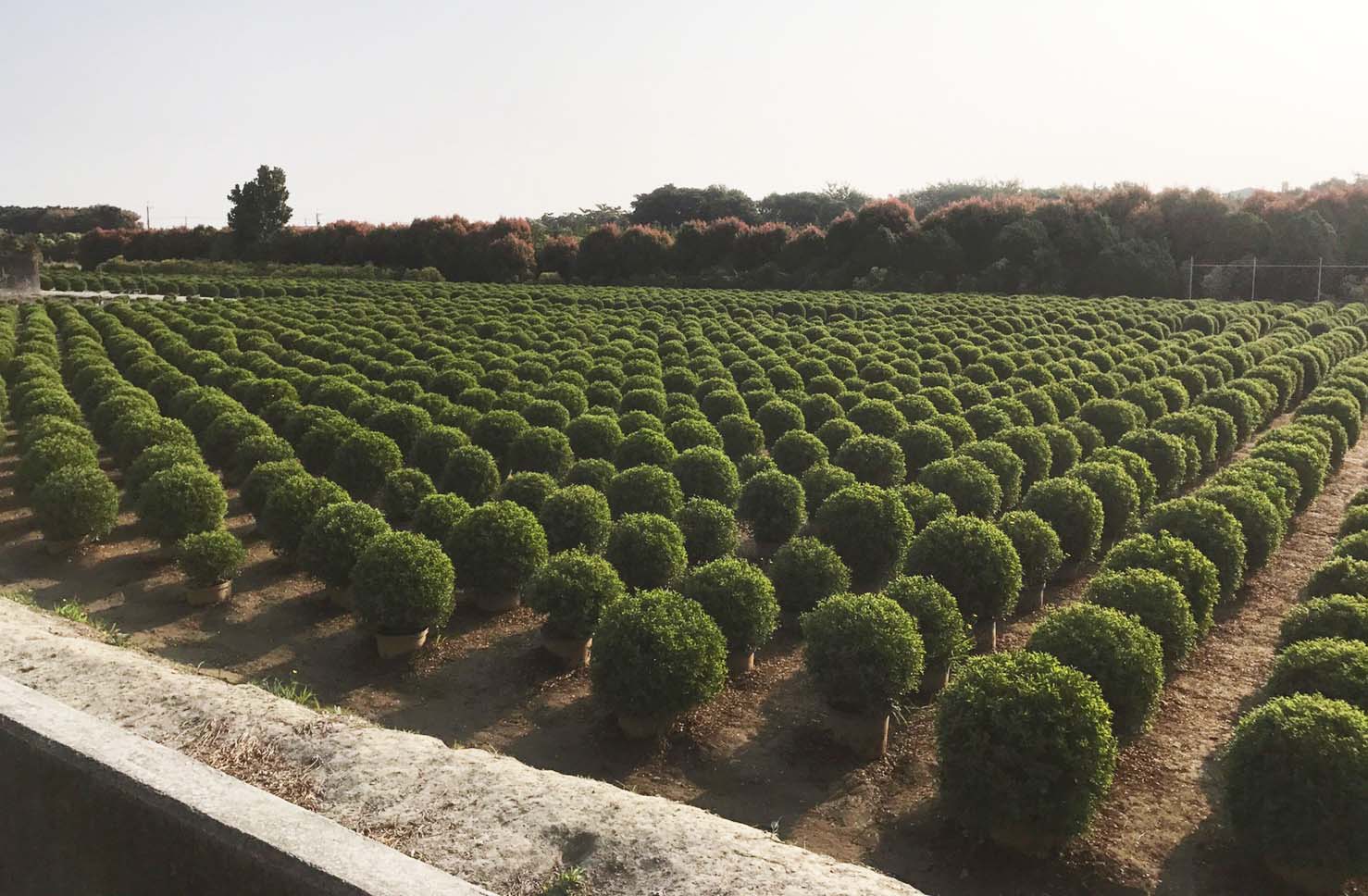 幸福的抹茶綠泡泡~台版波波草