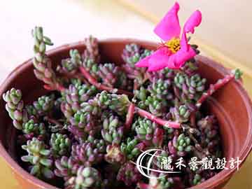 多肉植物-紫米飯(迷你松葉牡丹)
