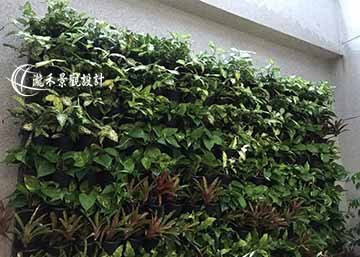 綠化共存 植生牆