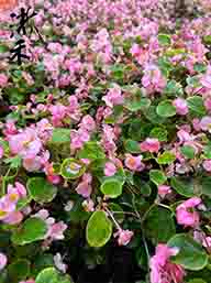 四季秋海棠(四季海棠)-3吋美植袋