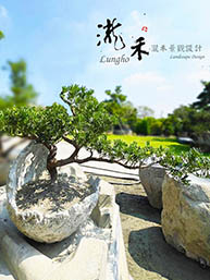 金鑽羅漢松-蛋型盆