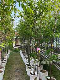 八重櫻苗(美植袋/米徑2CM以上)