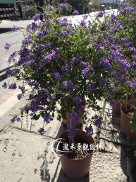 蕾絲金露華