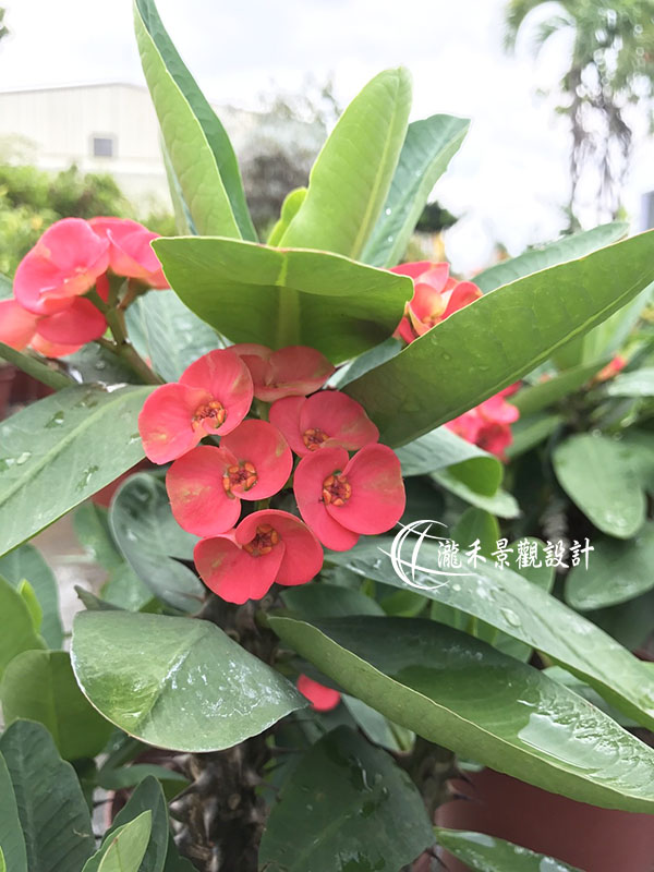景觀植物
