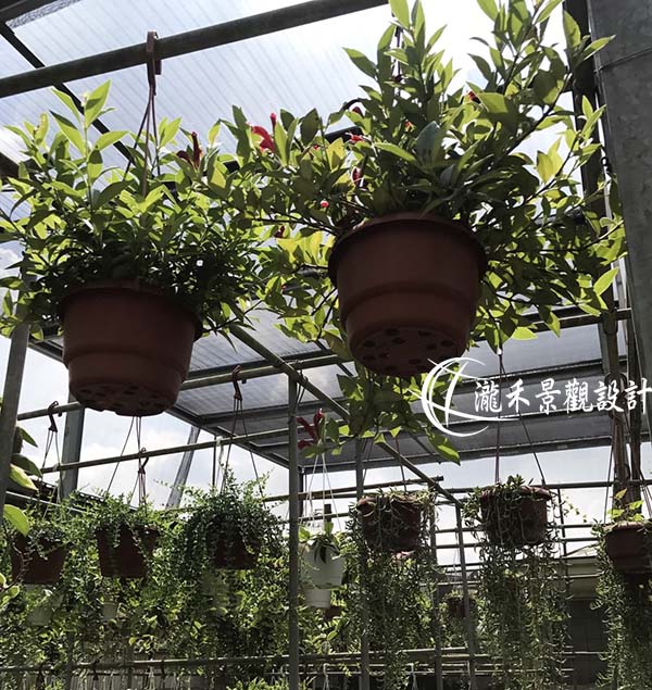 景觀植物