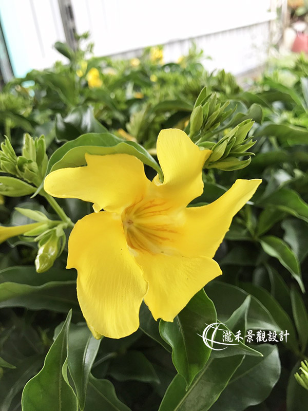 景觀植物