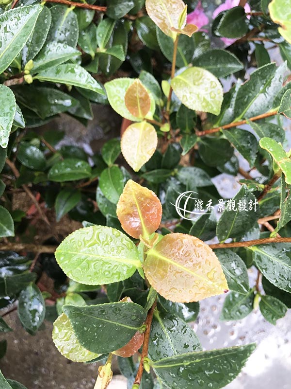 景觀植物