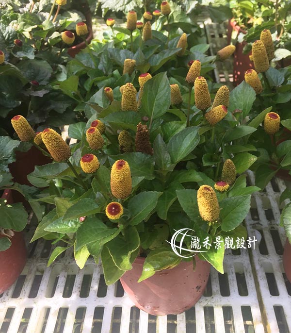 景觀植物