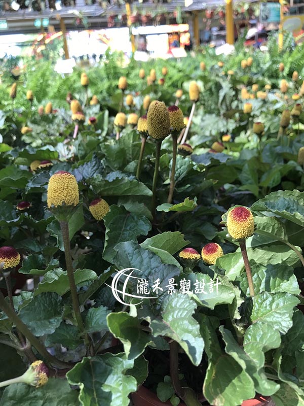 景觀植物