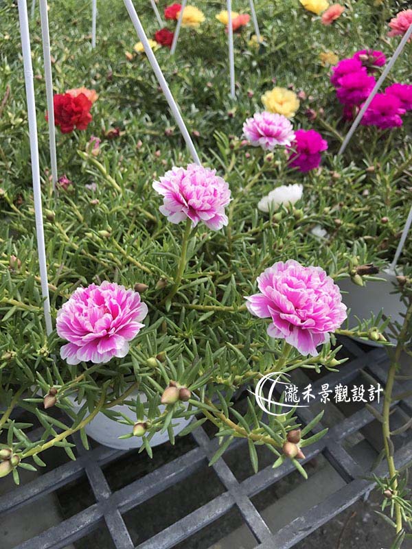 景觀植物