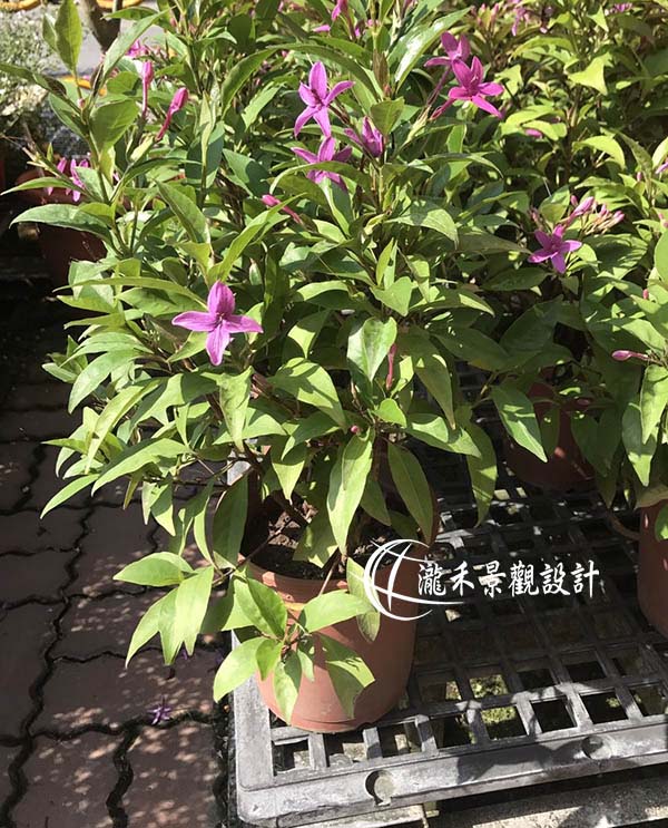 景觀植物
