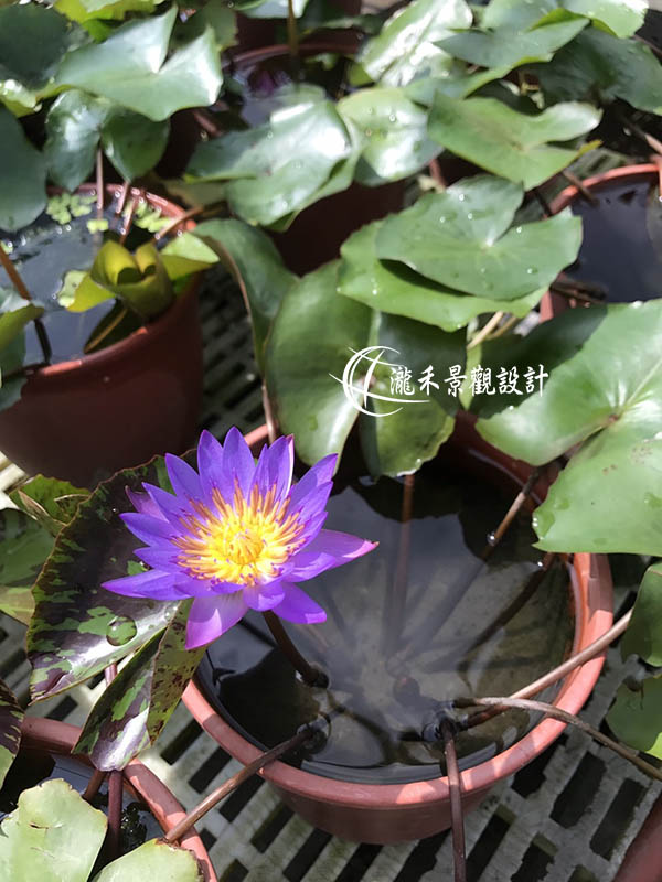 景觀植物