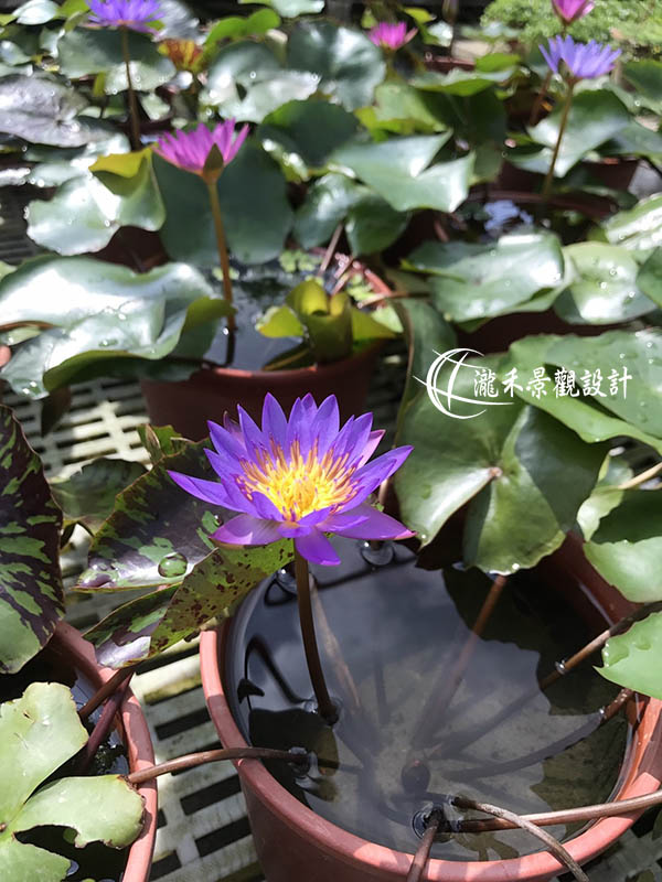 景觀植物