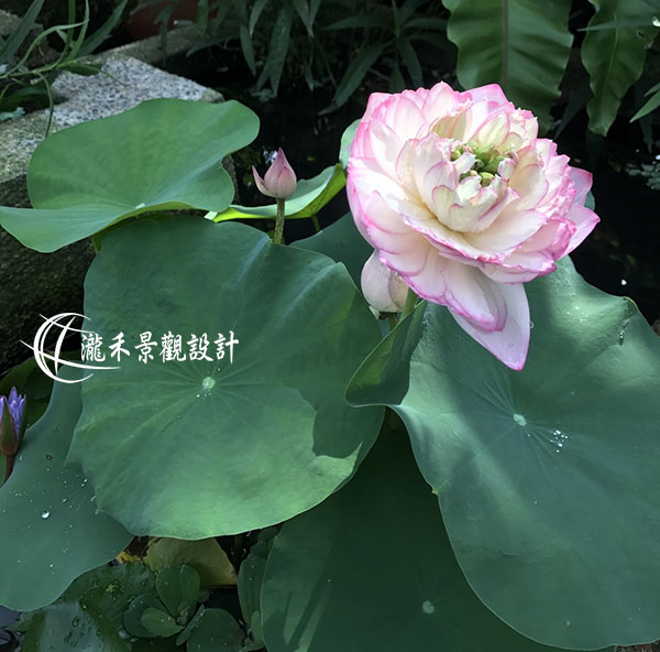 景觀植物