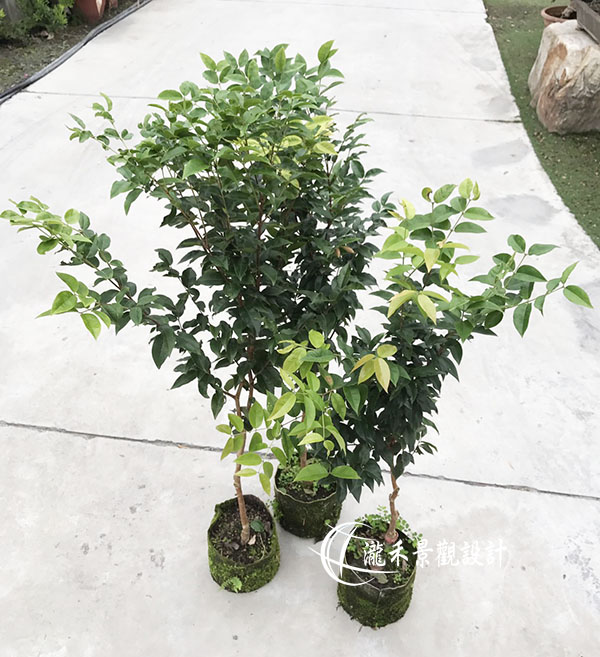 景觀植物