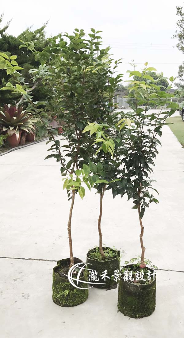 景觀植物
