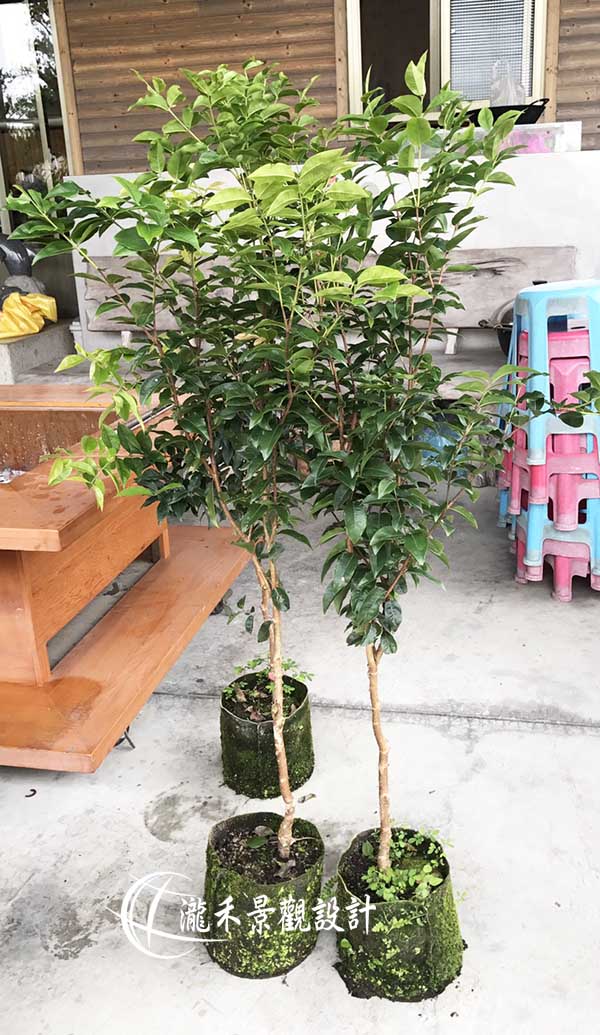 景觀植物