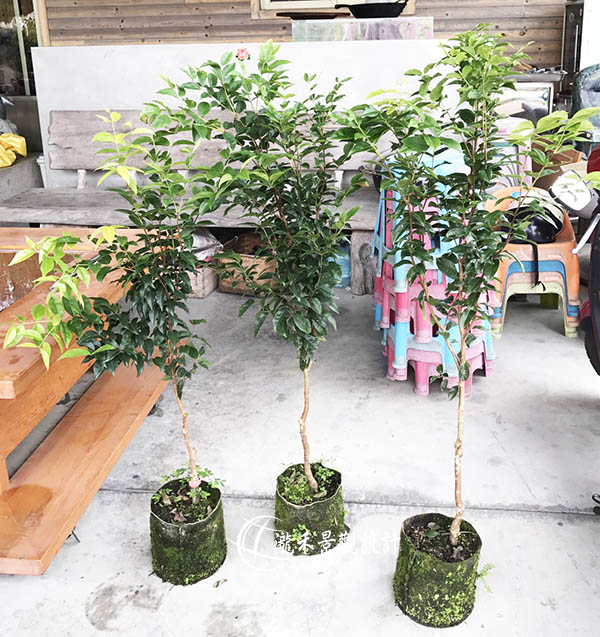景觀植物