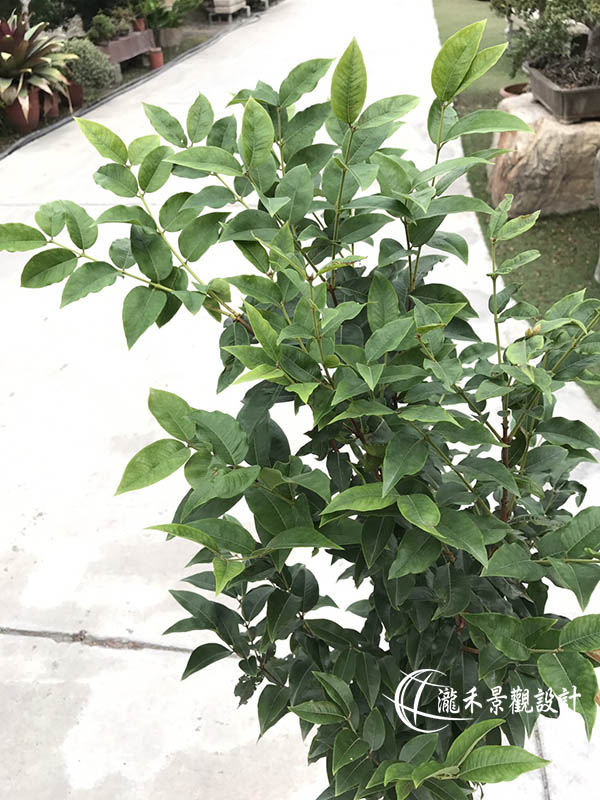 景觀植物