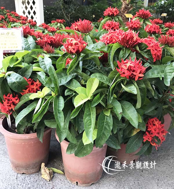 景觀植物