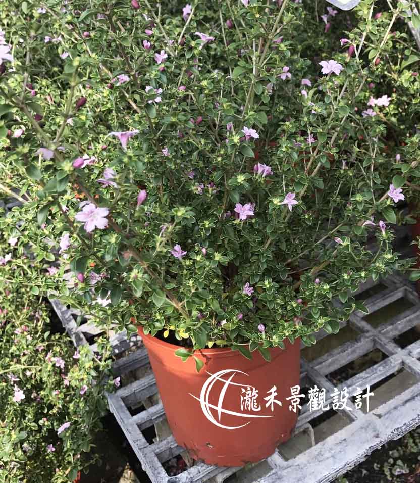 景觀植物