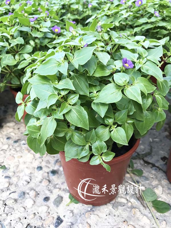 景觀植物
