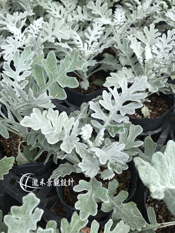 景觀植物