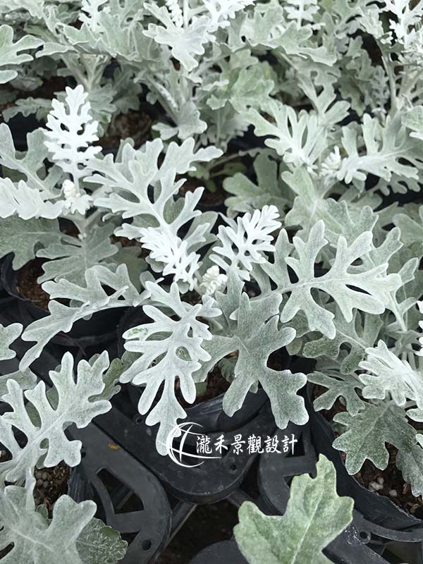 景觀植物