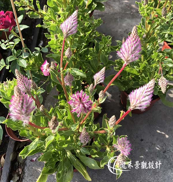 景觀植物