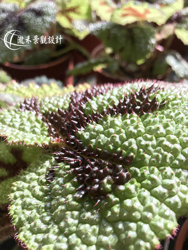 景觀植物