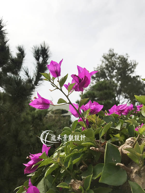景觀植物