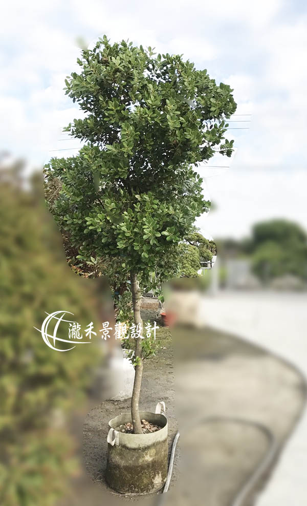 景觀植物