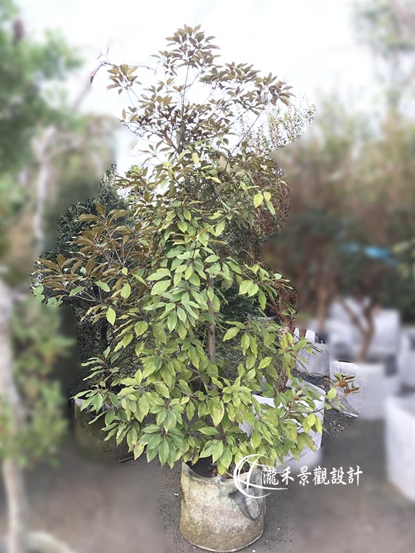 景觀植物