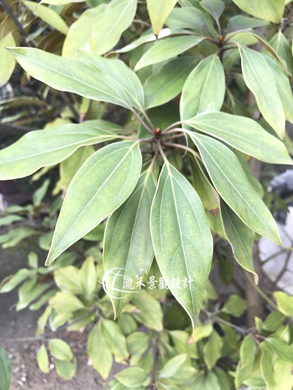 景觀植物