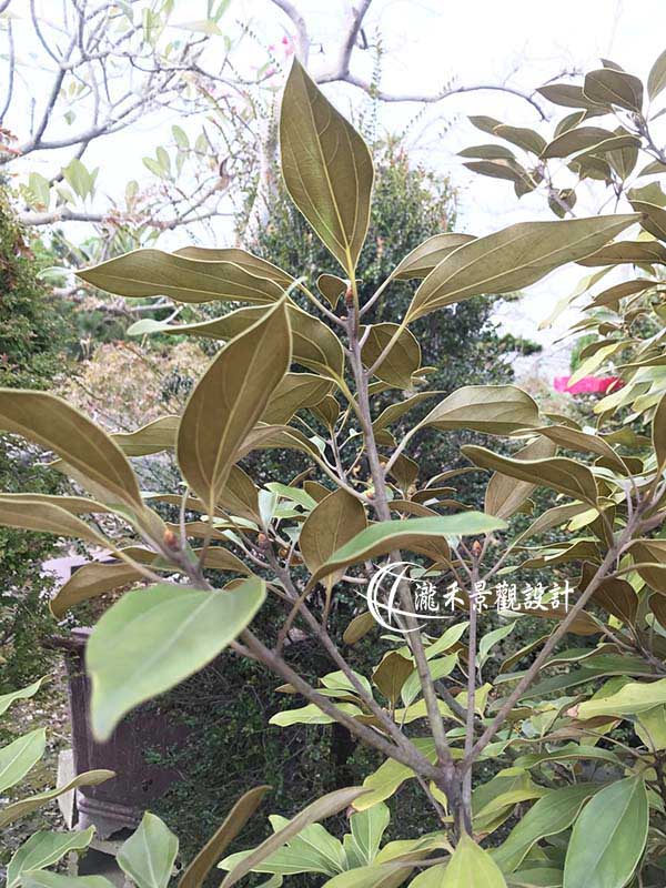 景觀植物