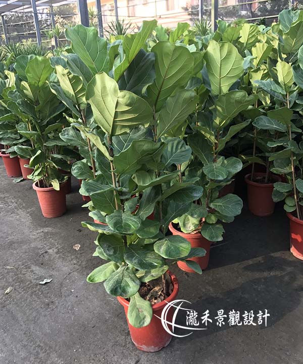 景觀植物