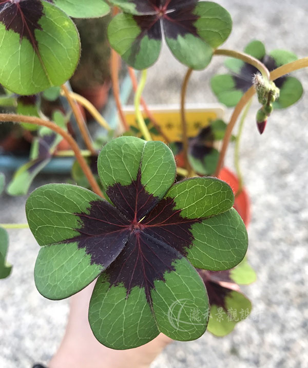 景觀植物