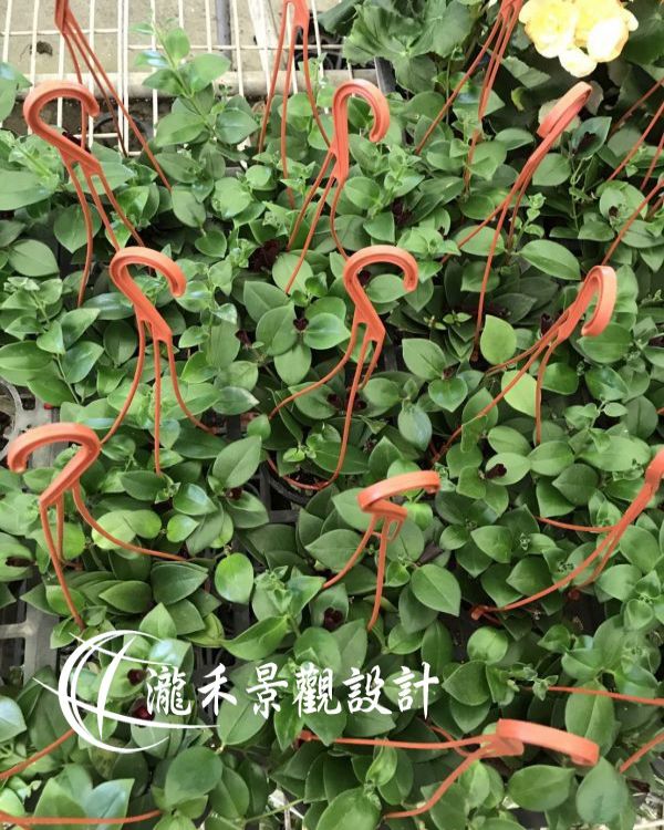 景觀植物