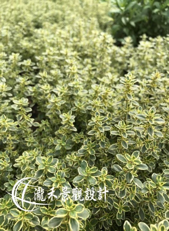 景觀植物