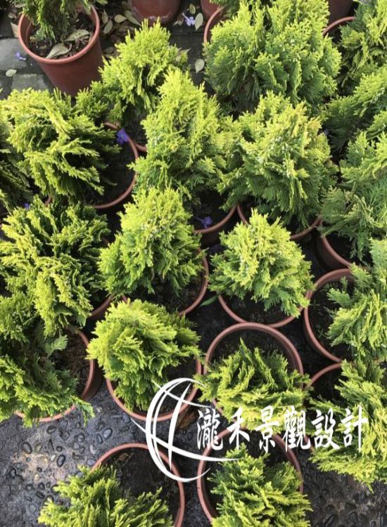 景觀植物