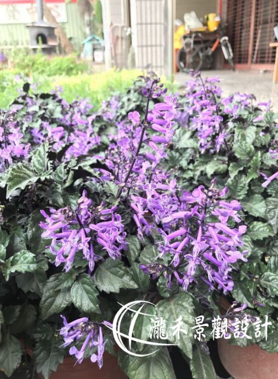 景觀植物