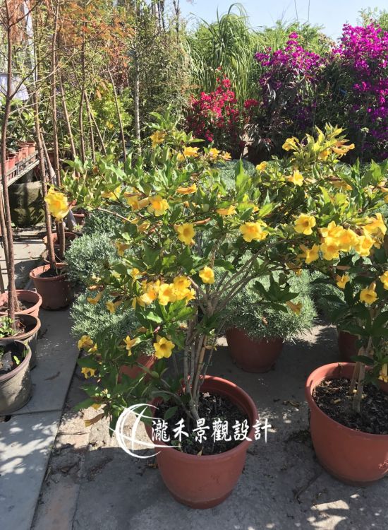 景觀植物