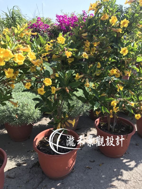 景觀植物