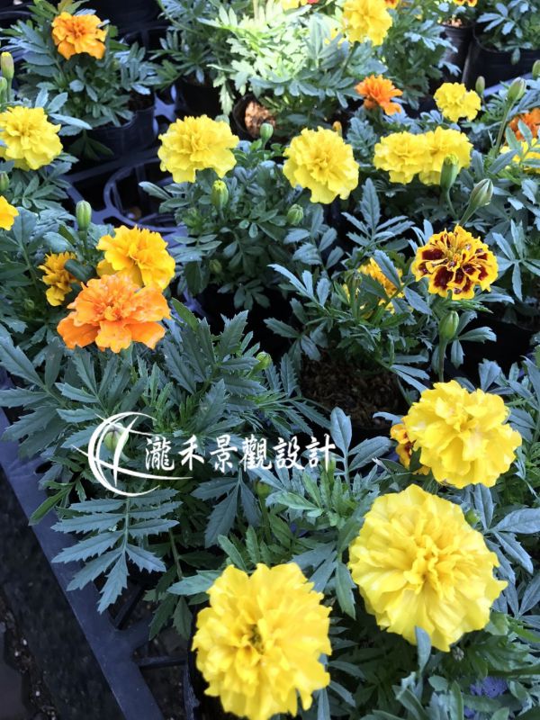 景觀植物