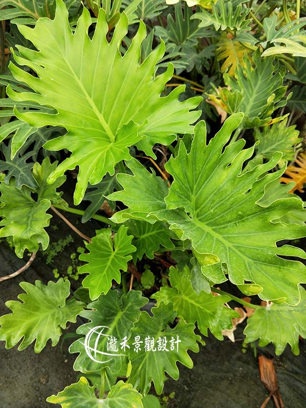 景觀植物